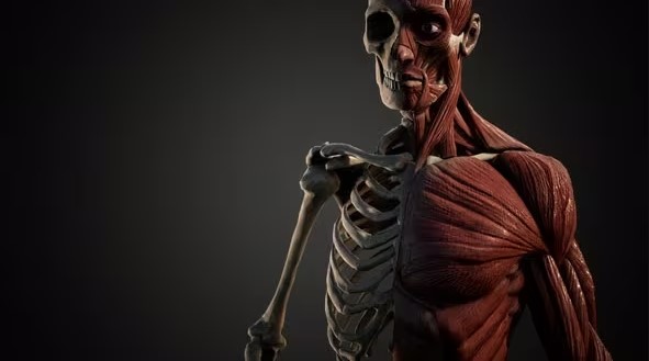 Videohive Muscular and Skeletal System of Human Body 35259495